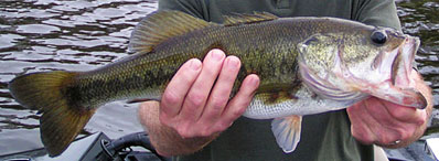 Largemouth Bass from Lake Tarpon Florida